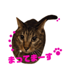 ちょぼマロ（個別スタンプ：7）