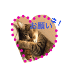ちょぼマロ（個別スタンプ：11）