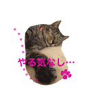 ちょぼマロ（個別スタンプ：16）
