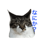 みうごん（個別スタンプ：6）