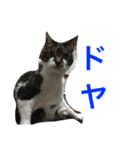 みうごん（個別スタンプ：15）