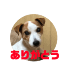ジョンとチョコのすたんぷ（個別スタンプ：4）