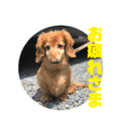 ジョンとチョコのすたんぷ（個別スタンプ：5）