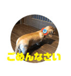 ジョンとチョコのすたんぷ（個別スタンプ：8）