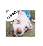 hapipi（個別スタンプ：1）
