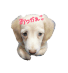 hapipi（個別スタンプ：3）
