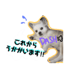 ぼくコンタ！！（個別スタンプ：8）
