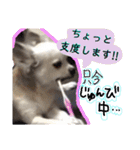 ぼくコンタ！！（個別スタンプ：10）