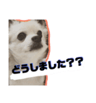 ぼくコンタ！！（個別スタンプ：11）