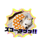 ぼくコンタ！！（個別スタンプ：13）
