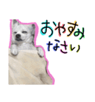 ぼくコンタ！！（個別スタンプ：16）