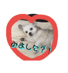 ぼくコンタ！！（個別スタンプ：17）
