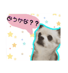 ぼくコンタ！！（個別スタンプ：21）