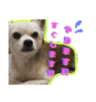 ぼくコンタ！！（個別スタンプ：23）
