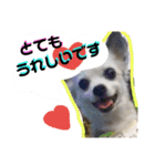 ぼくコンタ！！（個別スタンプ：24）