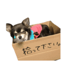 チワワのビビ♪（個別スタンプ：31）