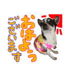 敬語のチワワたち（個別スタンプ：1）