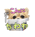 敬語のチワワたち（個別スタンプ：2）
