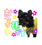 敬語のチワワたち（個別スタンプ：3）
