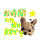 敬語のチワワたち（個別スタンプ：5）