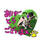 敬語のチワワたち（個別スタンプ：6）