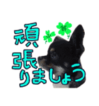 敬語のチワワたち（個別スタンプ：9）