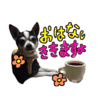 敬語のチワワたち（個別スタンプ：12）