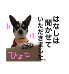 敬語のチワワたち（個別スタンプ：13）