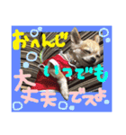 敬語のチワワたち（個別スタンプ：14）