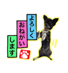 敬語のチワワたち（個別スタンプ：17）