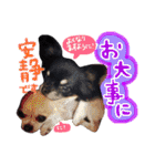 敬語のチワワたち（個別スタンプ：18）