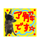 敬語のチワワたち（個別スタンプ：20）