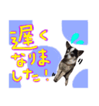 敬語のチワワたち（個別スタンプ：21）