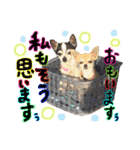 敬語のチワワたち（個別スタンプ：22）