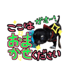 敬語のチワワたち（個別スタンプ：25）