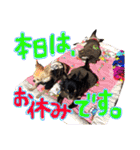 敬語のチワワたち（個別スタンプ：28）