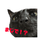 黒猫のジョーふてこいスタンプ（個別スタンプ：1）
