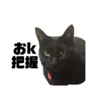 黒猫のジョーふてこいスタンプ（個別スタンプ：5）
