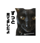 黒猫のジョーふてこいスタンプ（個別スタンプ：7）
