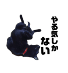 黒猫のジョーふてこいスタンプ（個別スタンプ：10）