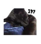 黒猫のジョーふてこいスタンプ（個別スタンプ：11）