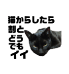 黒猫のジョーふてこいスタンプ（個別スタンプ：12）