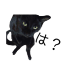 黒猫のジョーふてこいスタンプ（個別スタンプ：13）