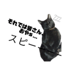 黒猫のジョーふてこいスタンプ（個別スタンプ：15）