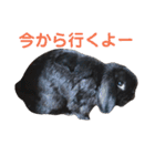 春之助とモーちゃん（個別スタンプ：15）