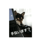 ぶらっくどっぐだいありー 2号（個別スタンプ：5）