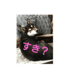 ぶらっくどっぐだいありー 2号（個別スタンプ：8）