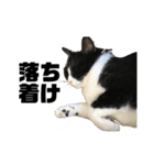 猫の勘九郎 2（個別スタンプ：4）
