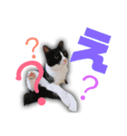 猫の勘九郎 2（個別スタンプ：5）