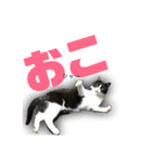 猫の勘九郎 2（個別スタンプ：6）